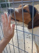ROY, Hund, Beagle in Spanien - Bild 10