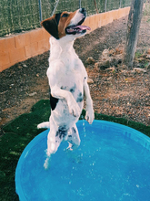 ROY, Hund, Beagle in Spanien - Bild 2