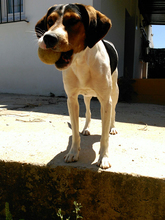 ROY, Hund, Beagle in Spanien - Bild 3