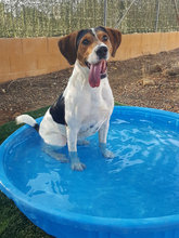 ROY, Hund, Beagle in Spanien - Bild 5