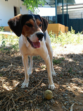 ROY, Hund, Beagle in Spanien - Bild 7
