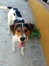 ROY, Hund, Beagle in Spanien - Bild 8