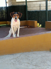 ROY, Hund, Beagle in Spanien - Bild 9