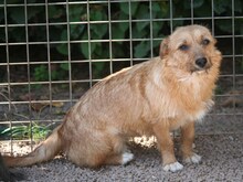 BIRBA, Hund, Mischlingshund in Italien - Bild 2