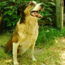 TRIPOS, Hund, Mischlingshund in Griechenland - Bild 10