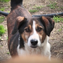 TRIPOS, Hund, Mischlingshund in Griechenland - Bild 12