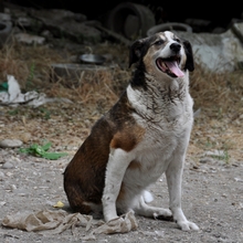 TRIPOS, Hund, Mischlingshund in Griechenland - Bild 2