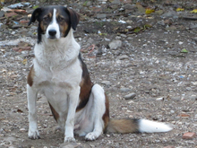 TRIPOS, Hund, Mischlingshund in Griechenland - Bild 20