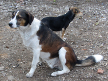 TRIPOS, Hund, Mischlingshund in Griechenland - Bild 23