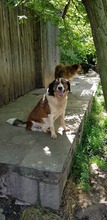 TRIPOS, Hund, Mischlingshund in Griechenland - Bild 25