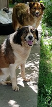 TRIPOS, Hund, Mischlingshund in Griechenland - Bild 26