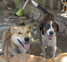 TRIPOS, Hund, Mischlingshund in Griechenland - Bild 29