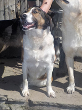 TRIPOS, Hund, Mischlingshund in Griechenland - Bild 32