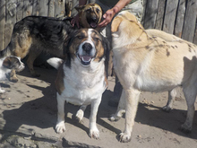 TRIPOS, Hund, Mischlingshund in Griechenland - Bild 33