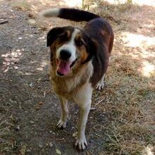 TRIPOS, Hund, Mischlingshund in Griechenland - Bild 7