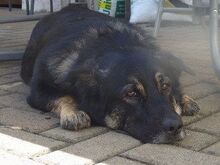 FIPS, Hund, Mischlingshund in Donnersdorf - Bild 2