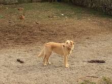 MILA, Hund, Mischlingshund in Italien - Bild 4