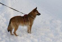 SZINSZI, Hund, Mischlingshund in Neuss - Bild 7
