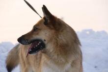 SZINSZI, Hund, Mischlingshund in Neuss - Bild 8