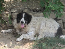 WOTAN, Hund, Mischlingshund in Rheinbach - Bild 10