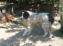 WOTAN, Hund, Mischlingshund in Rheinbach - Bild 11
