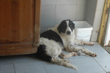 WOTAN, Hund, Mischlingshund in Rheinbach - Bild 12