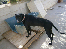 TIVIA, Hund, Mischlingshund in Spanien - Bild 10