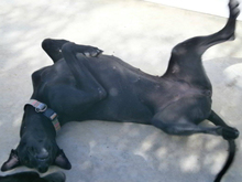 TIVIA, Hund, Mischlingshund in Spanien - Bild 11