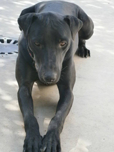 TIVIA, Hund, Mischlingshund in Spanien - Bild 13