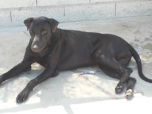 TIVIA, Hund, Mischlingshund in Spanien - Bild 14