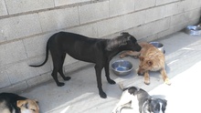TIVIA, Hund, Mischlingshund in Spanien - Bild 16