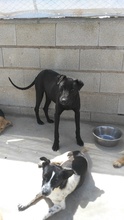 TIVIA, Hund, Mischlingshund in Spanien - Bild 17