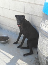 TIVIA, Hund, Mischlingshund in Spanien - Bild 19