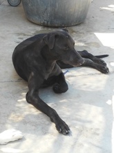 TIVIA, Hund, Mischlingshund in Spanien - Bild 20