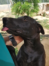 TIVIA, Hund, Mischlingshund in Spanien - Bild 4
