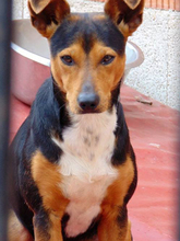 KAY, Hund, Mischlingshund in Spanien - Bild 1