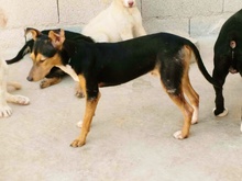 KAY, Hund, Mischlingshund in Spanien - Bild 12