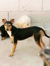 KAY, Hund, Mischlingshund in Spanien - Bild 14