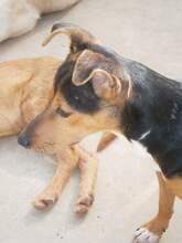 KAY, Hund, Mischlingshund in Spanien - Bild 16