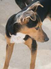 KAY, Hund, Mischlingshund in Spanien - Bild 17