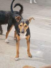 KAY, Hund, Mischlingshund in Spanien - Bild 19