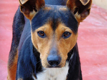 KAY, Hund, Mischlingshund in Spanien - Bild 2