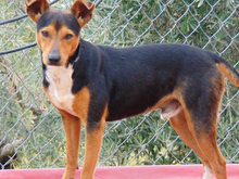 KAY, Hund, Mischlingshund in Spanien - Bild 21