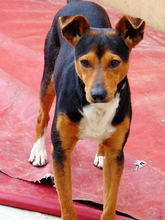KAY, Hund, Mischlingshund in Spanien - Bild 22