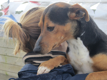 KAY, Hund, Mischlingshund in Spanien - Bild 26