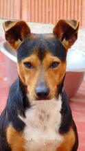 KAY, Hund, Mischlingshund in Spanien - Bild 3