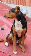 KAY, Hund, Mischlingshund in Spanien - Bild 4