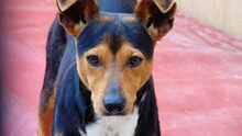 KAY, Hund, Mischlingshund in Spanien - Bild 6
