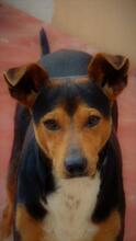 KAY, Hund, Mischlingshund in Spanien - Bild 7