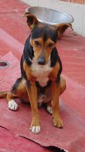 KAY, Hund, Mischlingshund in Spanien - Bild 9